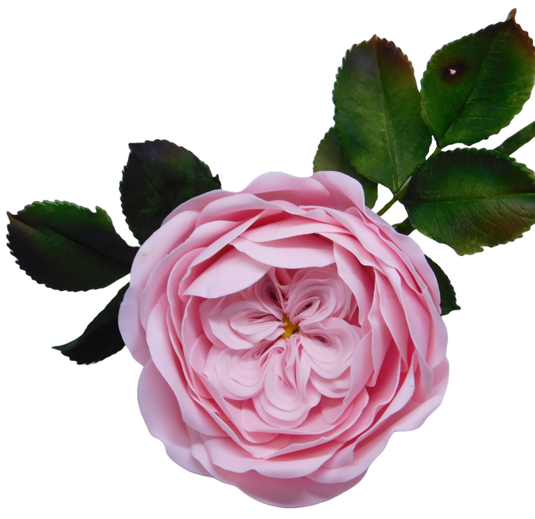 kurzy modelovania kvetov na drôtiku anglická ruža predloha